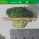 hot selling frozen IQF broccoli with competitive price