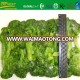 hot selling frozen bqf broccoli with market price