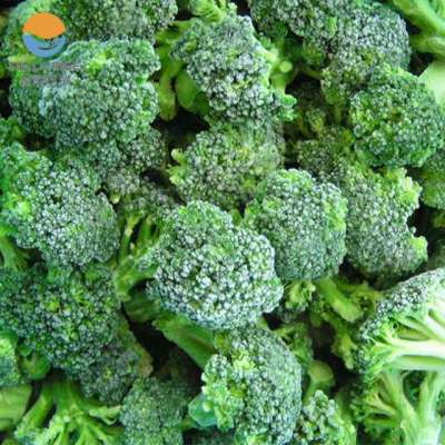 FDA Frozen Green Broccoli Frozen Vegetable Frozen Food export